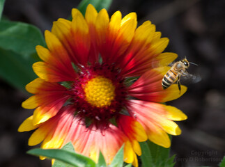 bee flying away from a yellow flower