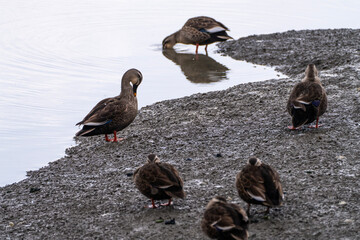 ducks at the riverside