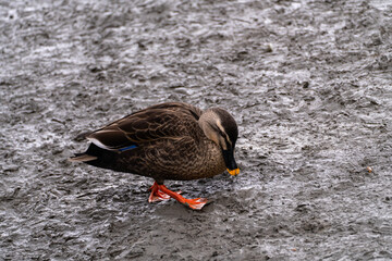 duck on the wetland