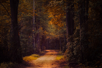 Shaft of Light on A Dark Trail