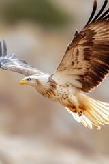 Obraz premium Majestic eagle soaring through the sky symbolizing freedom and strength with powerful wings spread wide : Generative AI