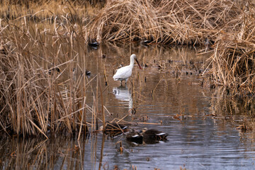 black-faced spoonbill and ducks on the pond