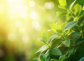 Obraz premium Sunlit Green Leaves: A Botanical Summer's Day
