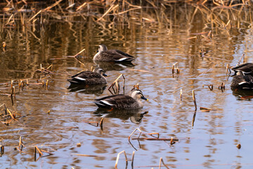 migration ducks swimming on the pond