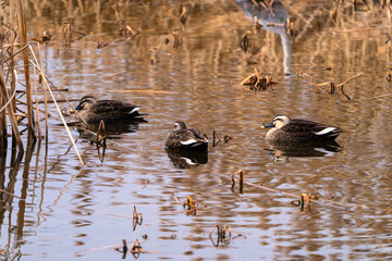 migration ducks swimming on the pond