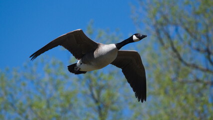 A majestic eagle, with its wings extended gracefully, is seen flying through a vast blue sky. The bird moves effortlessly, gliding through the air with power and grace