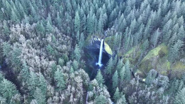 The impressive Latourell Falls flows out of a healthy forest in the Columbia River Gorge National Scenic Area, Oregon. The gorge, not far from Portland, contains a plethora of beautiful waterfalls.