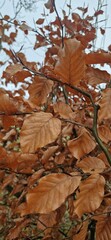 Brown leaves against the sky