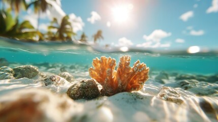 Coral reef restoration boosts marine biodiversity in vibrant habitats