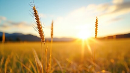 Fototapeta premium Drought-stricken fields under the glowing sunset in rural landscape