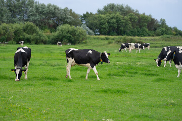 Cows grazing on a summer day on a meadow. Cow on field. Cow grazing on green meadow. Cows grazing on farmland. Cattle pasture in a green field. Cows in a field on a Cattle farm. Organic milk from