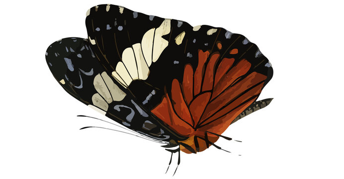 butterfly isolated on a empty background premium vectoral png