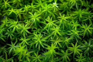 Close up of vibrant green leaves of polytrichum commune, creating a lush, natural backdrop