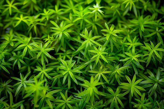 Close up of vibrant green leaves of polytrichum commune, creating a lush, natural backdrop