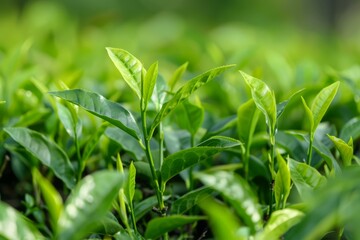 Obraz premium Close up of fresh green tea leaves growing on a plantation, bathed in sunlight