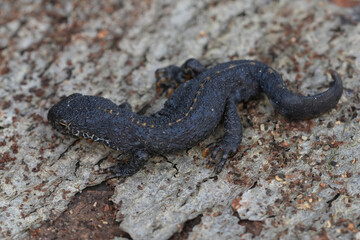 Closeup on a dark colored male European alpine newt, Ichthyosaura alpestris