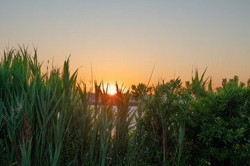 sunset glow with reeds by the river