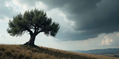 Papier peint photo  A solitary tree stands on a grassy hill, silhouetted against a dramatic sky  © yut