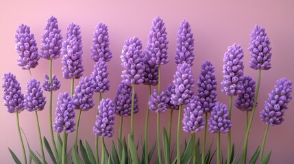 Naklejka premium Vibrant lavender blooms against soft pink background