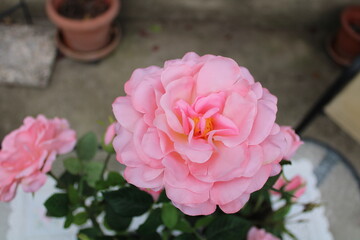 pink roses in a garden