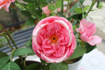 pink rose in garden