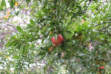 pomegranate on tree