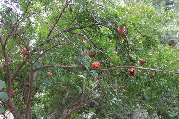 pomegranate on tree