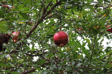 pomegranate on tree