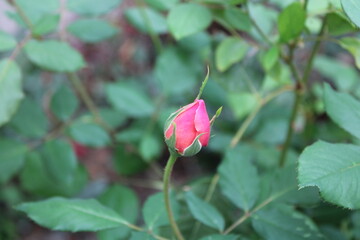 pink rose flower
