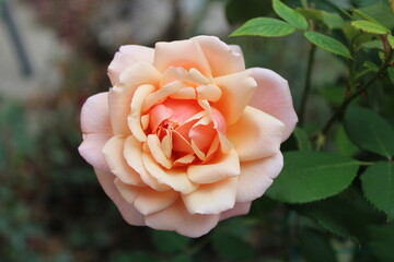 orange rose
