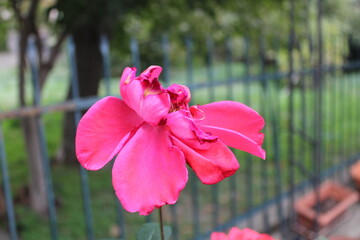 pink flower in the garden