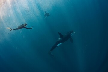 Young woman photographing a wild orca whale in open ocean. © Valentina