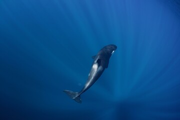 Swimming with the killer whales