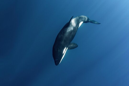 Orca swimming in a ray of light.