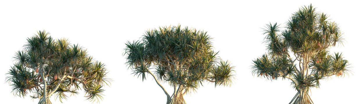 Pandanus tectorius frontal set palm isolated png in sunset lighting on a transparent background premium cutout (Pandanus Palm, Screw Pine, Mengkuang Laut, Mengkuang Duri, Pandan Darat, Pandan)