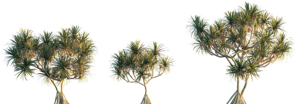 Pandanus tectorius frontal set palm isolated png in sunset lighting on a transparent background premium cutout (Pandanus Palm, Screw Pine, Mengkuang Laut, Mengkuang Duri, Pandan Darat, Pandan)