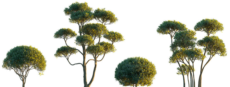 Phillyrea angustifolia set frontal isolated png on a transparent background premium cutout high resolution  (narrow-leaved mock privet)
