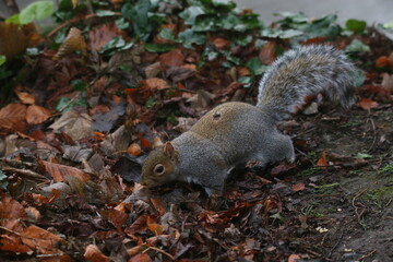St Enda's Park, Dublin, Ireland - December 26th 2024 - A grey squirrel looking for food in a park in South Dublin, Ireland. .