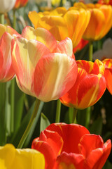 Fototapeta premium Yellow and red tulip on blurred background, selective focus
