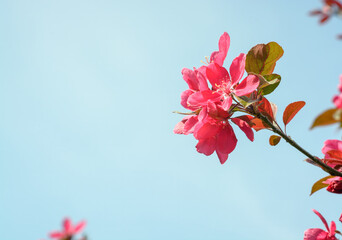 Obraz premium Horizontal background with sky and branch with almond flowers