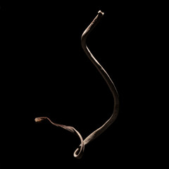 乾燥した海藻の根