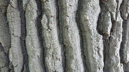 Close-up texture of tree bark