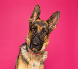 cute dog on an isolated background in a studio shot
