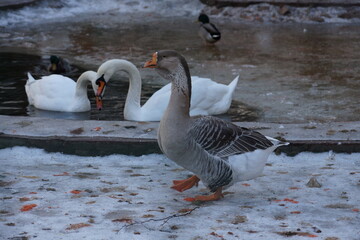 geese on the water
