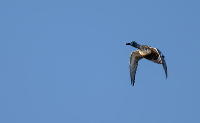 Closeup of a northern shoveler in flight.
