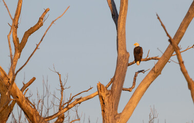 American bald eagle perched in a dead tree at sunset.