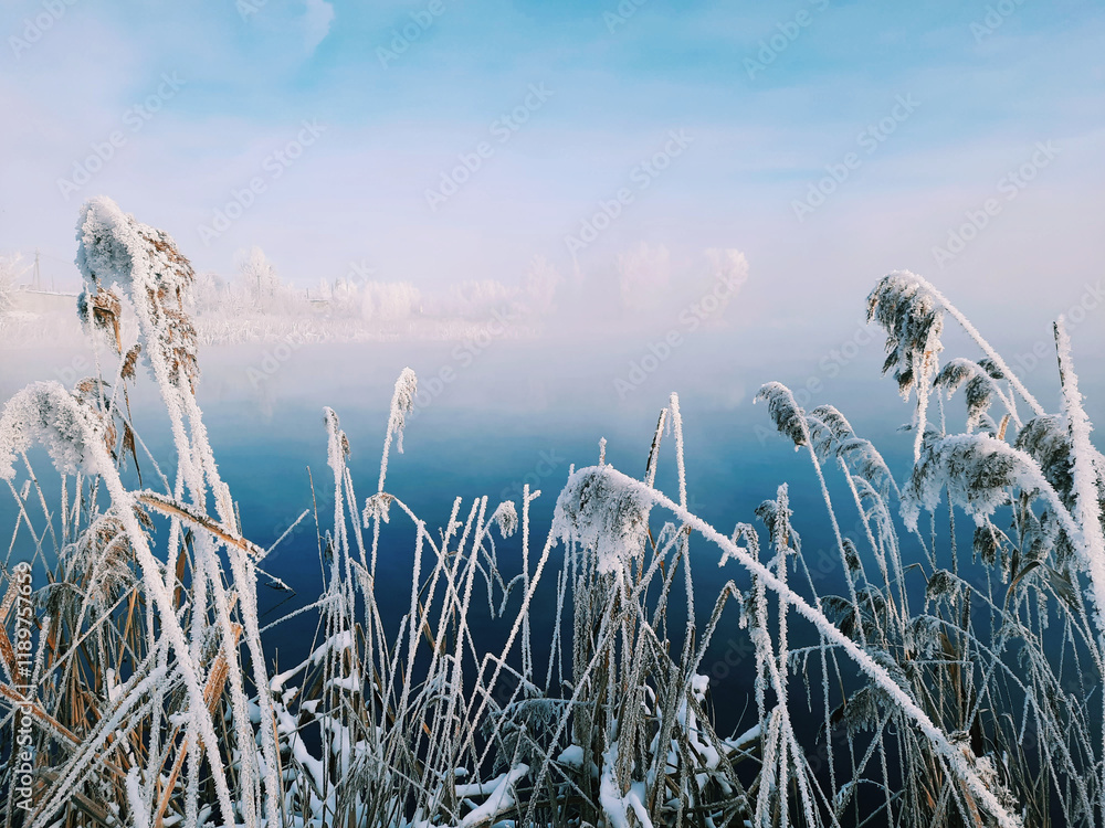 Wall mural reeds in the snow