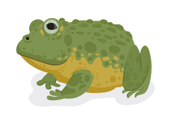 Cartoon toad. Tropical amphibian animal, rain forest frog, pond toad flat vector illustration. Cute toad on white background