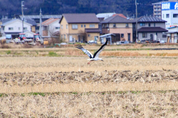 Fototapeta premium Oriental White Stork Flying Through the Rural Japanese Farmland, Toyooka, Japan