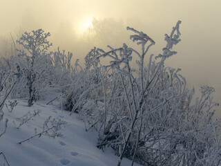 landscape with trees and snow